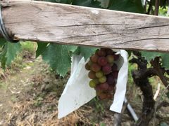 -马陆小张葡萄园农家乐