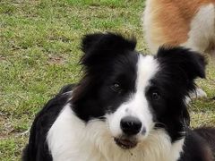 -趣多多宠物公园·宠物训犬学校·宠物寄养