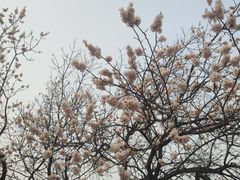 -北京西山国家森林公园