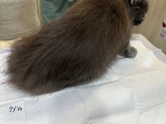 -宠爱国际动物医院·消化内科·心肾内科·ISFM猫友好(望京店)