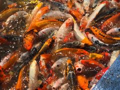 -北戴河圣蓝海洋公园