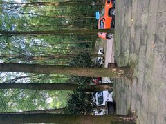 -铁山坪森林公园