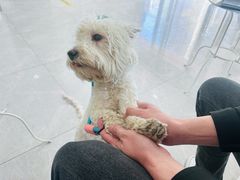 -中农国际动物医院24小时·猫科·骨科·急重症中心