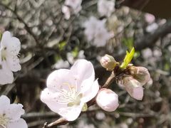 -苏州上方山国家森林公园