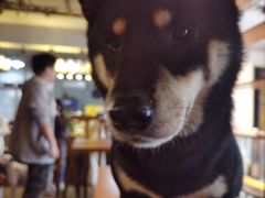 -萌喵咖啡屋(人民东路4号口M16商铺店)