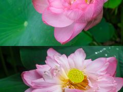 -陈家山荷花公园