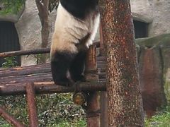 熊猫-成都大熊猫繁育研究基地