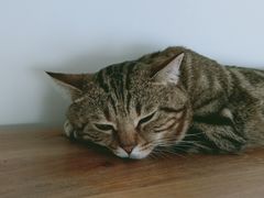 -Catmate·猫肥家润(金润铂宫店)