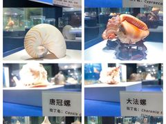 -贝壳王国博物馆