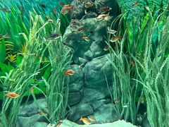 -上海海洋水族馆