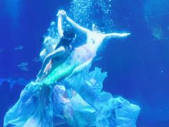 -海合安成都极地海洋公园