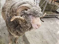 -可伦宾野生动物保护区