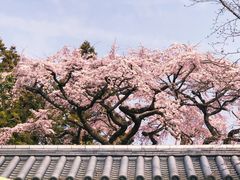 -醍醐寺
