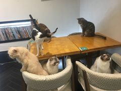 -猫色咖啡·猫咖