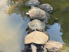 -海南热带野生动植物园