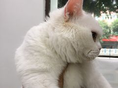 -贝利宠物医院·骨科·眼科·肿瘤转诊中心(南坪诊疗中心)