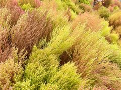 -天津东丽湖风景区