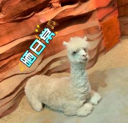 -酷嗒动物文化乐园(cutezoo西溪乐天城店)