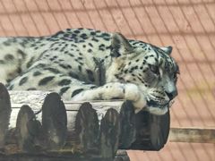 -青藏高原野生动物园