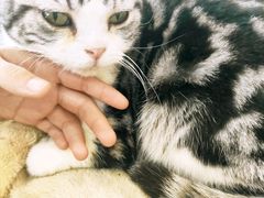 -共舞时光猫咖·狗咖(新街口店)