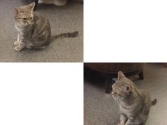 -猫色咖啡·猫咖