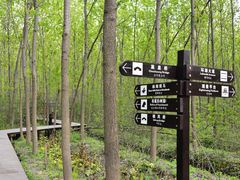 -合肥滨湖国家森林公园