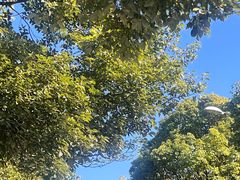 -素乐餐厅