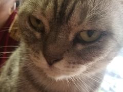 -more than meow吴止猫主题餐厅(承德 中船汇店)