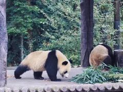 -中国大熊猫保护研究中心雅安碧峰峡基地