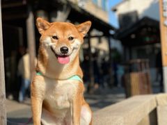 -黎里古镇