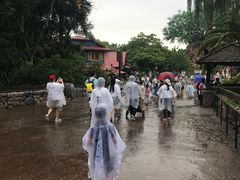 -奥兰多迪士尼动物王国乐园