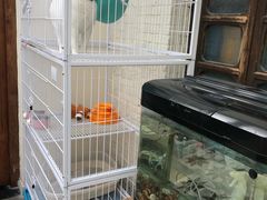 -两棵枇杷树