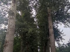 -晋祠公园