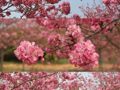 -天适樱花悠乐园