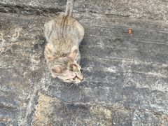 -胡仁根胡记炸炸炸