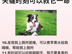 -翊宠yipet猫狗购宠庄园犬舍•猫舍