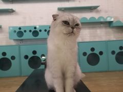 -萌喵咖啡屋(人民东路4号口M16商铺店)