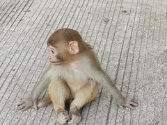 -黔灵山公园