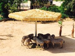 -泉州海丝野生动物世界