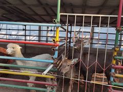 -南宫五洲植物乐园