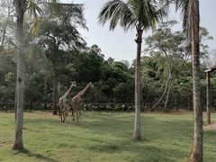 -海南热带野生动植物园