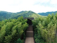 -大唐贡茶院