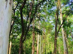 -火炉山森林公园