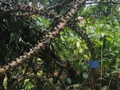-中国科学院西双版纳热带植物园