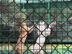 -五龙山野生动物王国
