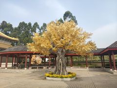 -广东圆玄道观