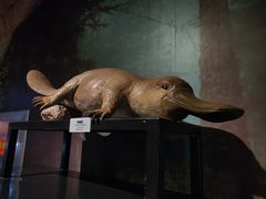 -正佳自然科学博物馆