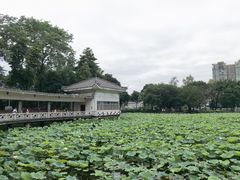 -荔湾湖公园