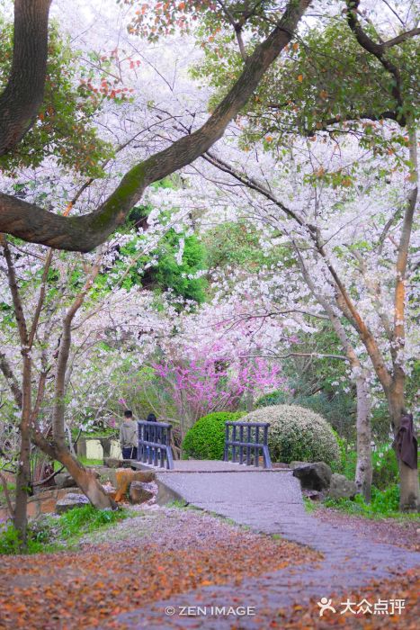 上海共青森林公园图片