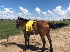 -张北坝上草原